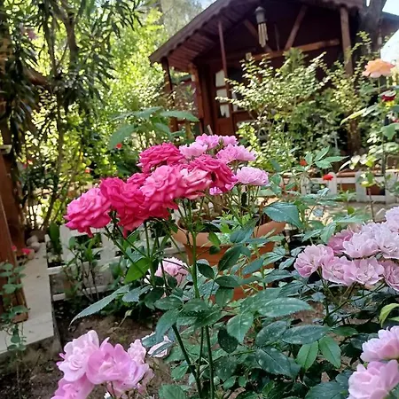 Lodge Canario Çıralı
